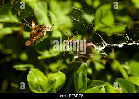 Una farfalla monarca è intrappolato in questo ragnatela, come la spider ha un pasto. Foto Stock