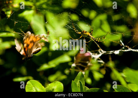 Una farfalla monarca è intrappolato in questo ragnatela, come la spider ha un pasto. Foto Stock