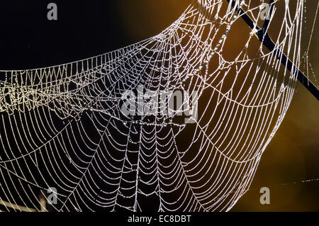 Una ragnatela ripiegato su se stesso per il peso delle goccioline di acqua da una rugiada di mattina. Foto Stock