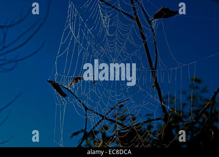 Un orb spider web sospesi da cespugli di prima mattina con la rugiada goccioline di acqua sui trefoli del web, contrastato dal cielo. Foto Stock