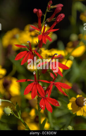 Wild crescente cardinale sbocciare fiori accanto a margherite in un campo aperto vicino a Bloomington, Indiana. Foto Stock