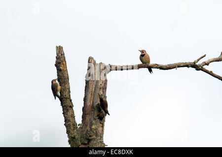 Tre Nord sfarfalla sgambettate e ricerca di cibo su un dead treetop. Foto Stock