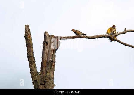 Tre Nord sfarfalla sgambettate e ricerca di cibo su un dead treetop. Foto Stock