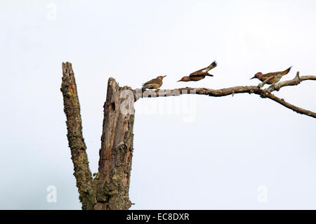 Tre Nord sfarfalla sgambettate e ricerca di cibo su un dead treetop. Foto Stock