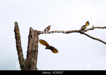 Tre Nord sfarfalla sgambettate e ricerca di cibo su un dead treetop. Foto Stock