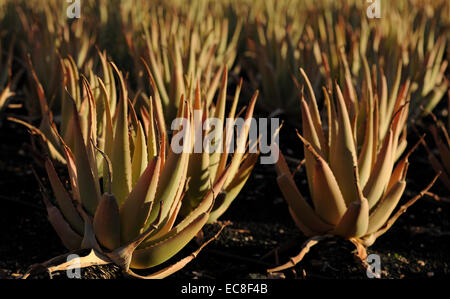 Aloe Vera plantation Foto Stock