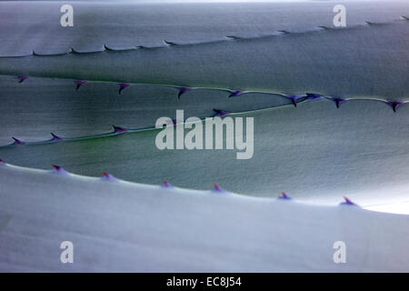 Foglia di agave e spine Foto Stock