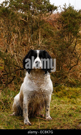 Springer Spaniel cani sono il migliore amico dell'uomo ! Bianco & Nero lavorando cane su un tiro battendo il cane e il prelievo di cane Foto Stock