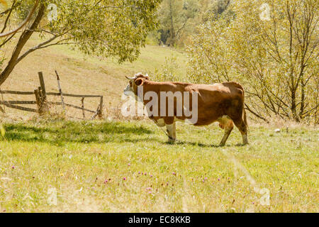 Close up di mucca fissando lo sguardo su pascolo in zona di montagna. Foto Stock