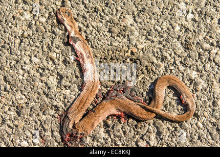 Serpente morti sulla strada - vittima delle vetture. Foto Stock