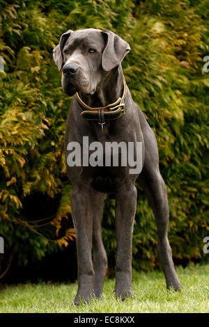 Blue Alano cane, una delle più alte del mondo razza di cani, noti per la loro natura amichevole enorme body & grande altezza alti Foto Stock