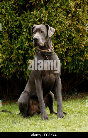 Blue Alano cane, una delle più alte del mondo razza di cani, noti per la loro natura amichevole enorme body & grande altezza alti Foto Stock