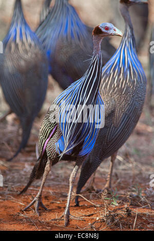 Gregge di straordinariamente plumaged Vulturine Faraone al parco nazionale orientale di Tsavo in Kenya Foto Stock