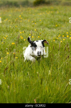 Ritratto di un bianco & nero cucciolo esegue la riproduzione giocoso felice divertendosi in ranuncolo selvatico ed erba prato indagando sul campo Foto Stock