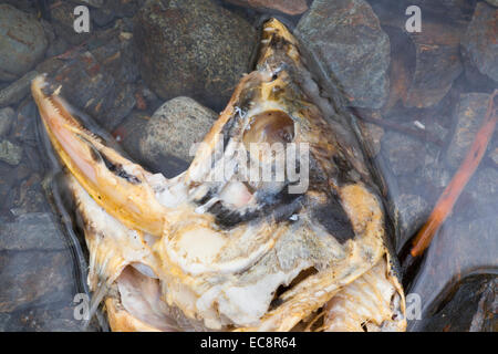 Un salmone che giace morto in un fiume dopo la deposizione delle uova. Foto Stock