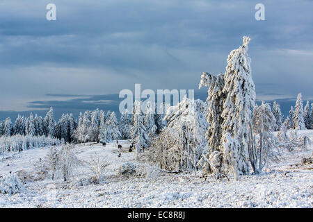 Inverno sul 'Kahler Asten', la montagna più alta in Renania settentrionale-Vestfalia, Germania con 841 metri di altezza. Foto Stock