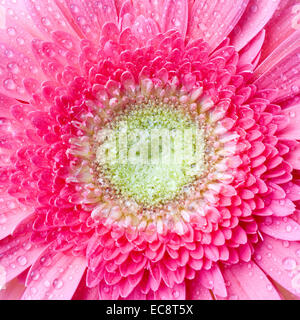 Pink daisy-gerbera con gocce d'acqua isolato su bianco Foto Stock