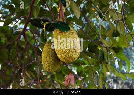 Jack frutta crescendo su un albero in Bangladesh Foto Stock