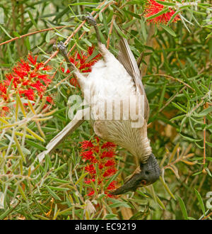 Frate rumoroso uccello, Filemone corniculatus, Australian honeyeater appeso a testa in giù e alimentazione su fiori rossi di Callistemon tree in un giardino Foto Stock