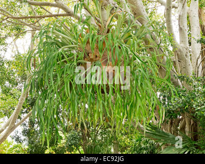 Grandi elkhorn felce, Platycerium bifurcatum, con numerose verde smeraldo di fronde crescente nella cesta appesa da albero in giardino Foto Stock