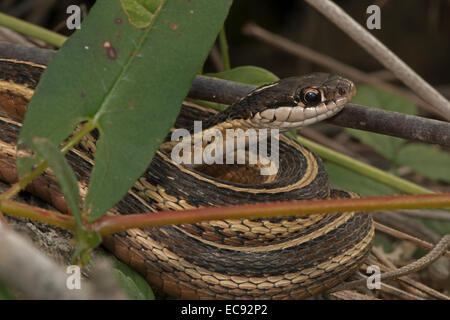 Nastro orientale serpente o nastro comune snake (Thamnophis sauritus sauritus) è una sottospecie di ribbon serpente trovato nel northeas Foto Stock