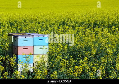 Scatole di ape tra un campo di colza vicino a New Norcia, Western Australia. Foto Stock