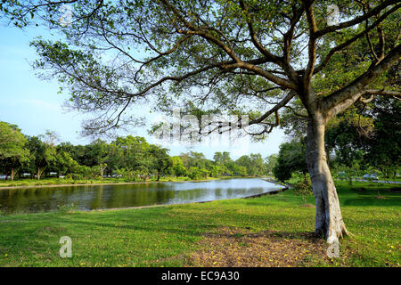 Vista di verdi alberi nel parco Foto Stock