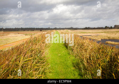 Erba verde percorso tra ance il diluvio di difesa della parete del mare vicino alla strada di ciottoli, Suffolk, Inghilterra, Regno Unito Foto Stock