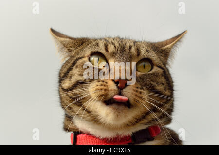 Tabby cat con la lingua fuori Foto Stock