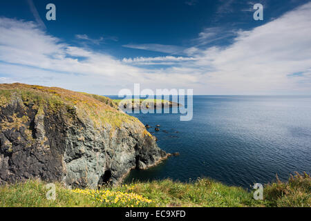 Rene giallo veccia ( Anthyllis vulneraria) fioritura in maggio su scogliere vicino Dunbrattin, rame Coast Geopark, County Waterford Foto Stock