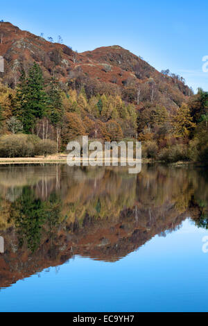 In autunno gli alberi si riflette in Yew Tree Tarn vicino a Coniston Lake District Cumbria Inghilterra England Foto Stock