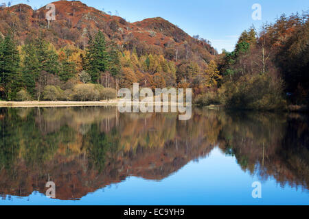 In autunno gli alberi si riflette in Yew Tree Tarn vicino a Coniston Lake District Cumbria Inghilterra England Foto Stock