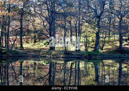 In autunno gli alberi sulla banca di Yew Tree Tarn vicino a Coniston Lake District Cumbria Inghilterra England Foto Stock