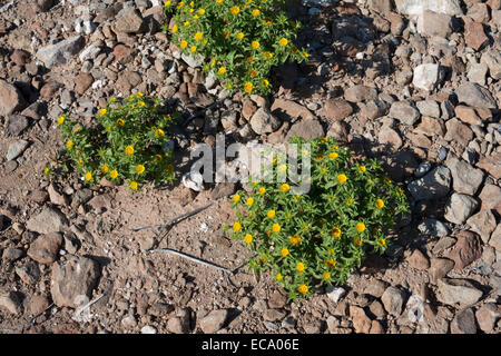 Asteriscus aquaticus (joriada menuda), crescente sul roccioso di massa a secco su Montana de Guaza in arido Tenerife sud Foto Stock