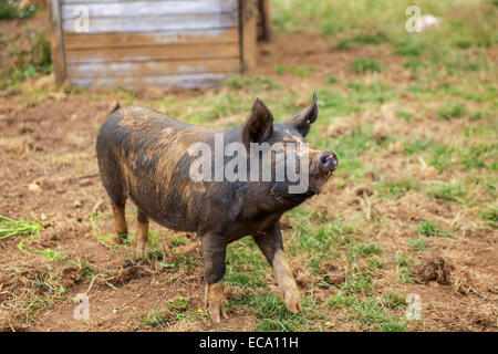 Libero e felice di maiale organici Foto Stock