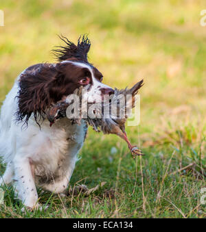 Un English Springer Spaniel recuperando un zampe rosse, o francese, pernice su una pernice sparare in Inghilterra Foto Stock