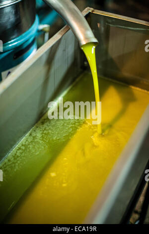 Fresco di olio di oliva proveniente dall'imbuto di pressatura Foto Stock