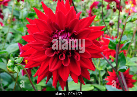 Rosso brillante Fiore Dahlia Mille e Una Notte Foto Stock