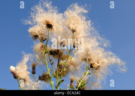 Creeping thistle teste di seme contro un cielo blu Foto Stock