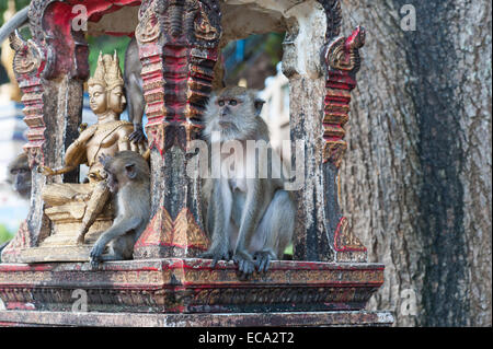 Le scimmie seduto su un santuario a Tiger tempio nella grotta, Krabi, Thailandia Foto Stock