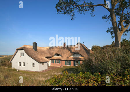 Con il tetto di paglia Casa per le vacanze sul Mar Baltico beach, Ahrenshoop, Darß, Fischland-Darß-Zingst, Meclemburgo-Pomerania Occidentale Foto Stock