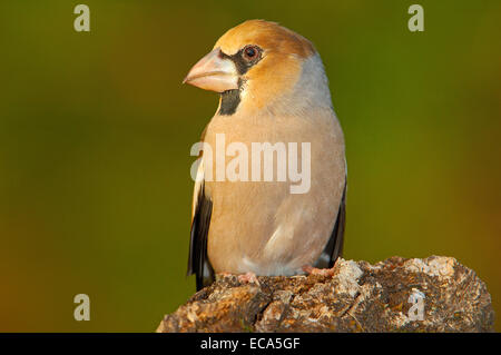 Hawfinch (Coccothraustes coccothraustes), Andujar, Provincia di Jaen, Andalusia, Spagna, Europa Foto Stock