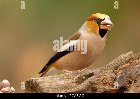 Hawfinch (Coccothraustes coccothraustes), Andujar, Provincia di Jaen, Andalusia, Spagna, Europa Foto Stock