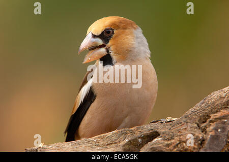 Hawfinch (Coccothraustes coccothraustes), Andujar, Provincia di Jaen, Andalusia, Spagna, Europa Foto Stock