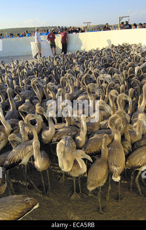 Fenicotteri rosa nel recinto prima di mettere gli anelli e prendendo misure, Fuente de Piedra Laguna, provincia di Malaga, Andalusia, Spagna Foto Stock