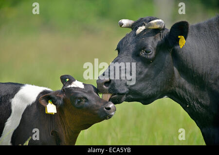 Il tedesco in bianco e nero di bovini di pianura (Bos primigenius taurus), latte di mucca e di vitello, di Emsland, Bassa Sassonia, Germania Foto Stock