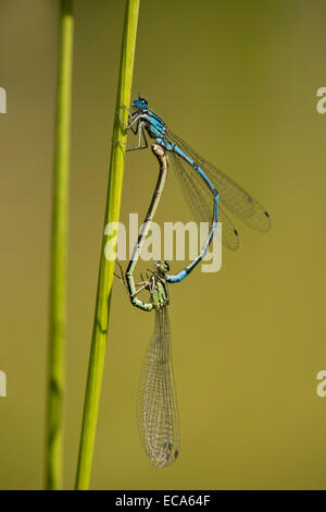 Azure Damselflies (Coenagrion puella) coniugata, Versoix, Cantone di Ginevra, Svizzera Foto Stock