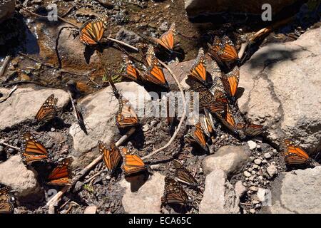 Farfalla monarca (Danaus plexippus) bere in una pozzanghera, El Rosario, Riserva della biosfera delle farfalle monarca, mariposa Monarca Foto Stock