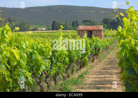Vigneto vicino a Narbonne, Aude, Languedoc Roussillon, Francia, Europa Foto Stock