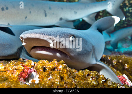 Whitetip squali di barriera (Triaenodon obesus) al loro luogo di riposo, Roca Partida, Messico Foto Stock